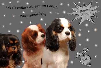 Accueil Elevage Du Destin D Un Petit Roi Eleveur De Chiens Cavalier King Charles Spaniel