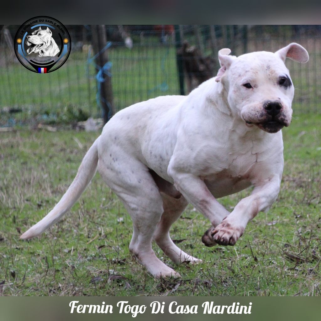 Fermin togo dit filéas di Casa Nardini