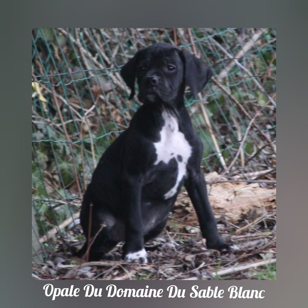 Opale du Domaine du Sable Blanc