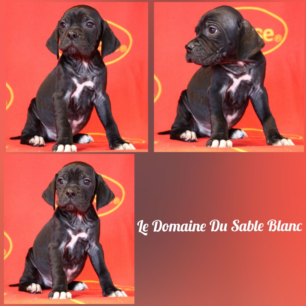 Odin du Domaine du Sable Blanc