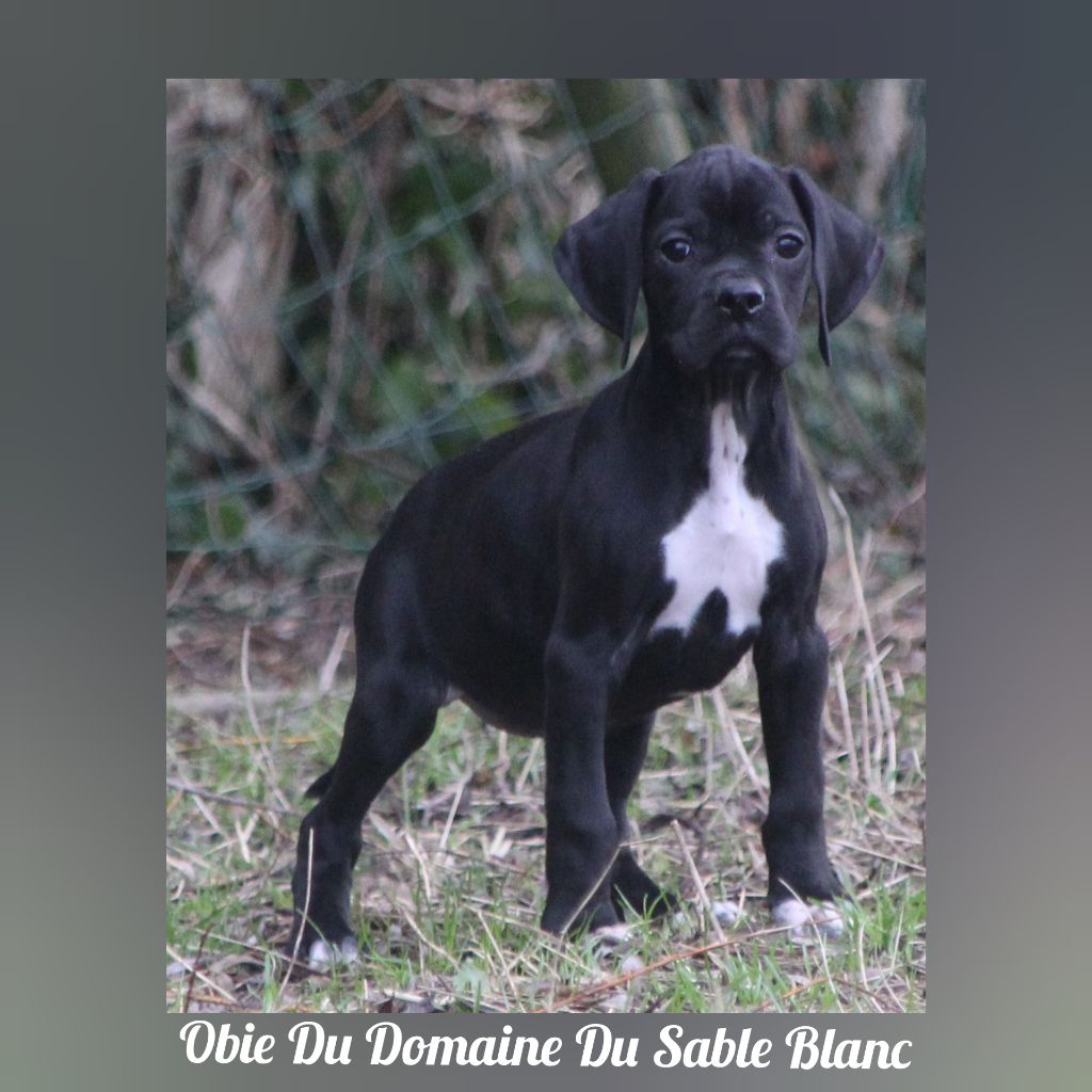 Obie du Domaine du Sable Blanc