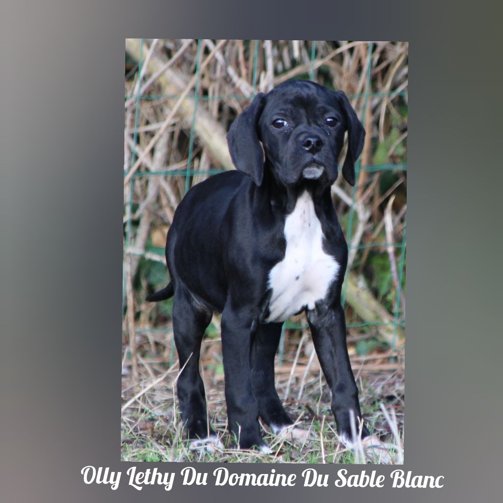 Olly lethy du Domaine du Sable Blanc