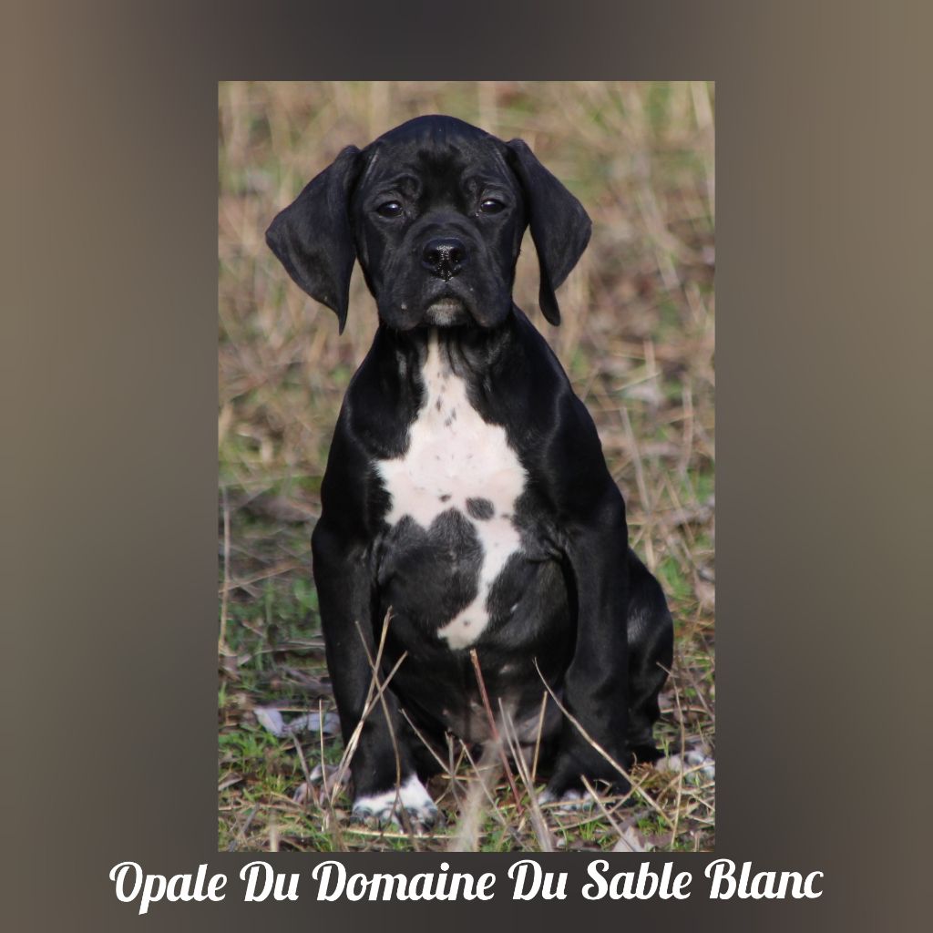 Opale du Domaine du Sable Blanc