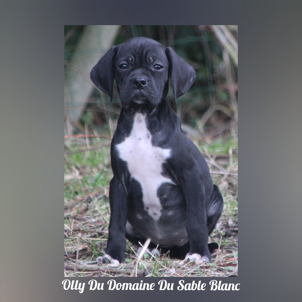 Olly lethy du Domaine du Sable Blanc