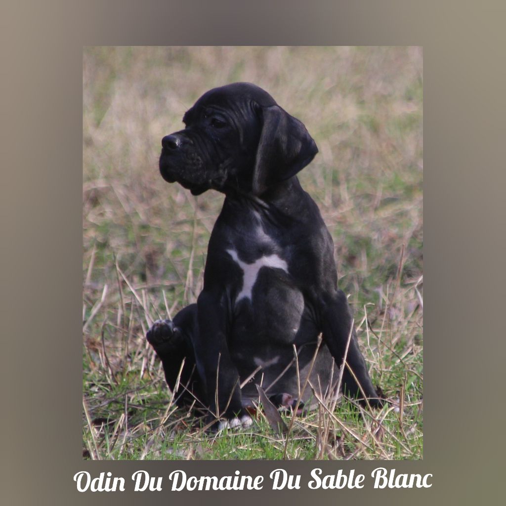 Odin du Domaine du Sable Blanc