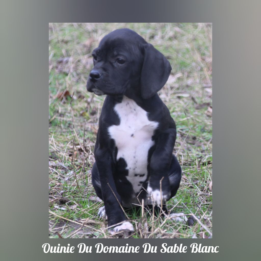 Ouinie du Domaine du Sable Blanc