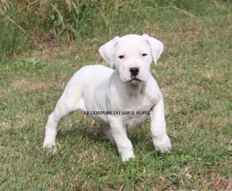 Chiot Elevage Du Domaine Du Sable Blanc Elevage De Dogue Argentin