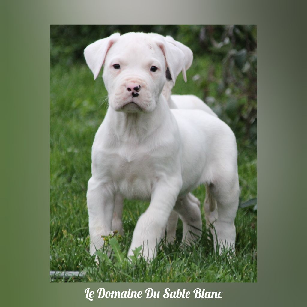 Chiot Elevage Du Domaine Du Sable Blanc Elevage De Dogue Argentin