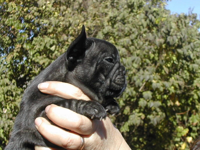 CH. Eugenie imperatrice des Bourbon d'Allier