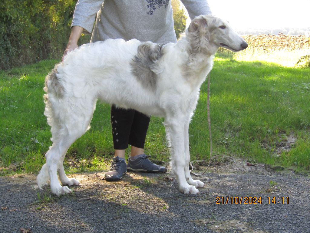 Vixen rosenovna du Domaine d'Iasnaïa-Poliana