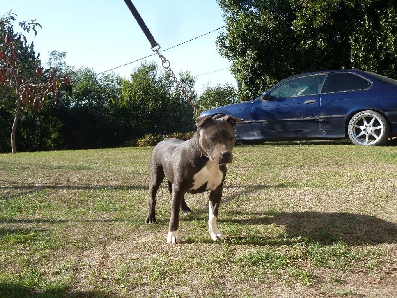 Majestic ' bleue line 'angel ' (Sans Affixe)