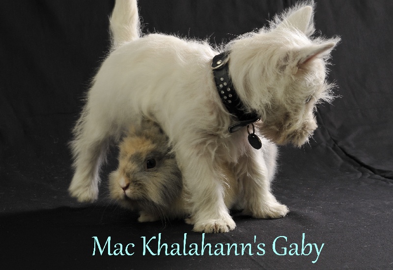 Mac Khalahann's 's gaby