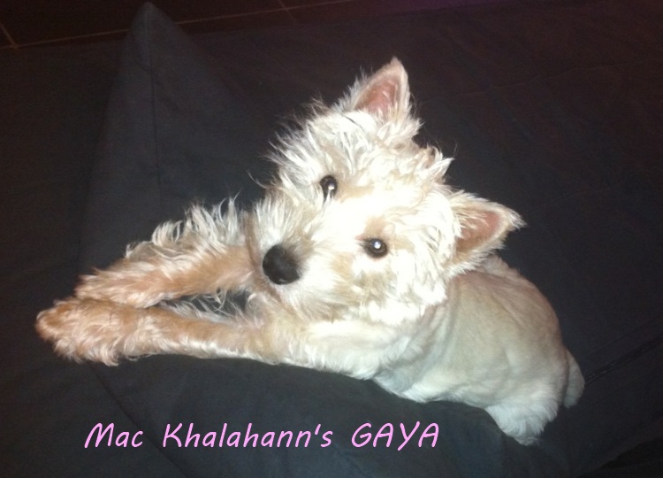 Mac Khalahann's 's gaya