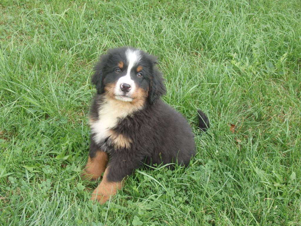 Chiot Bouvier Bernois Mâle Disponible En Auvergne Rhone