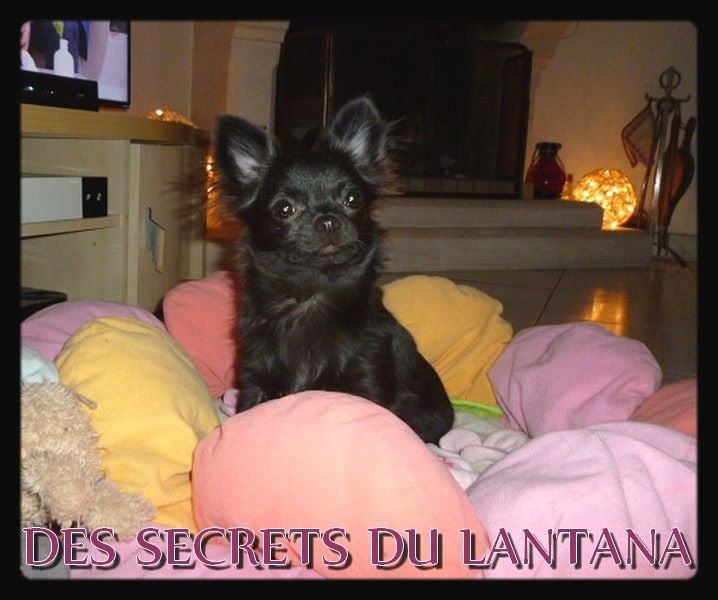 Just for me des Secrets du Lantana