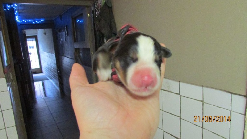 Chiot Elevage Du Chateau De La Nougatine Eleveur De Bouvier Bernois