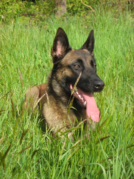 CH. Bea dite luna de la plaines des cheyennes