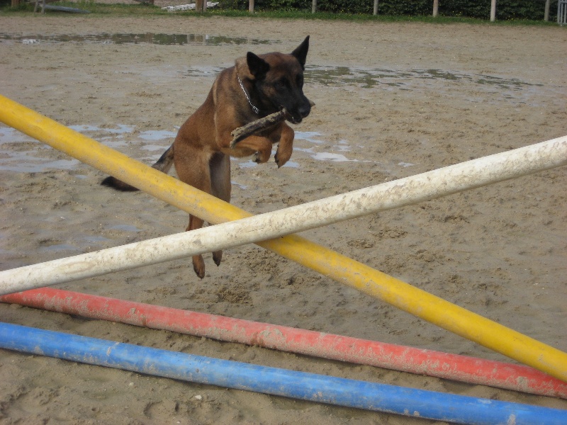 CH. Bea dite luna de la plaines des cheyennes