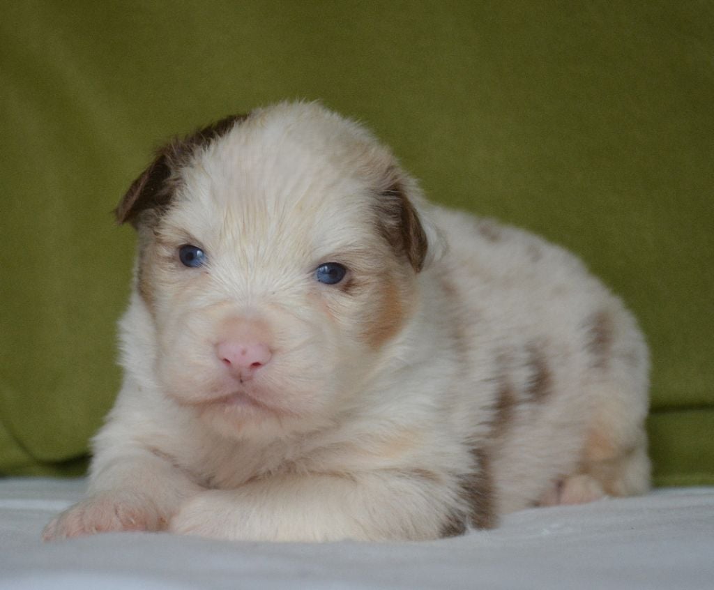 Chiots De La Race Berger Australien Disponibles Sur Chiots De France