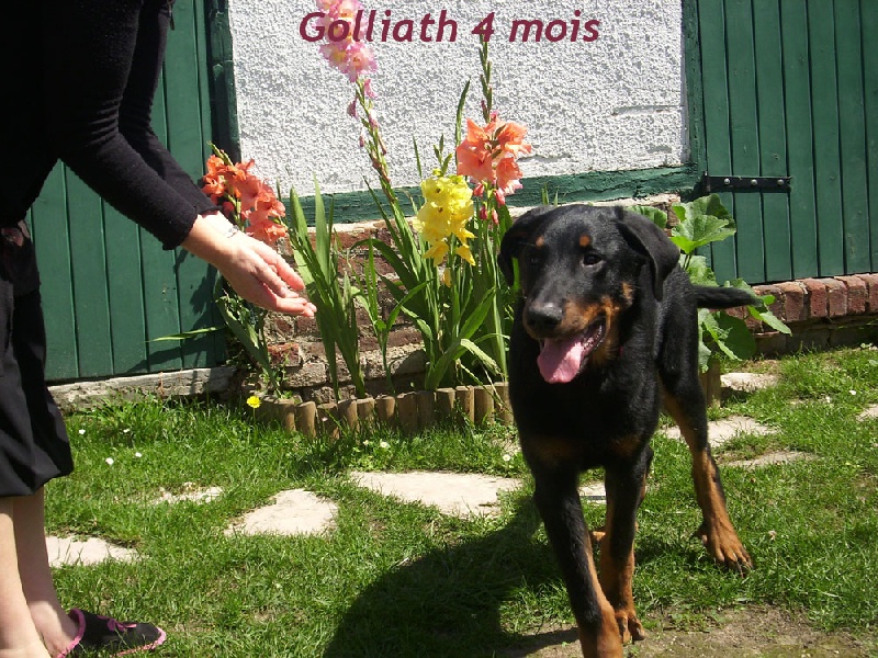 Golliath de la Chantrerie