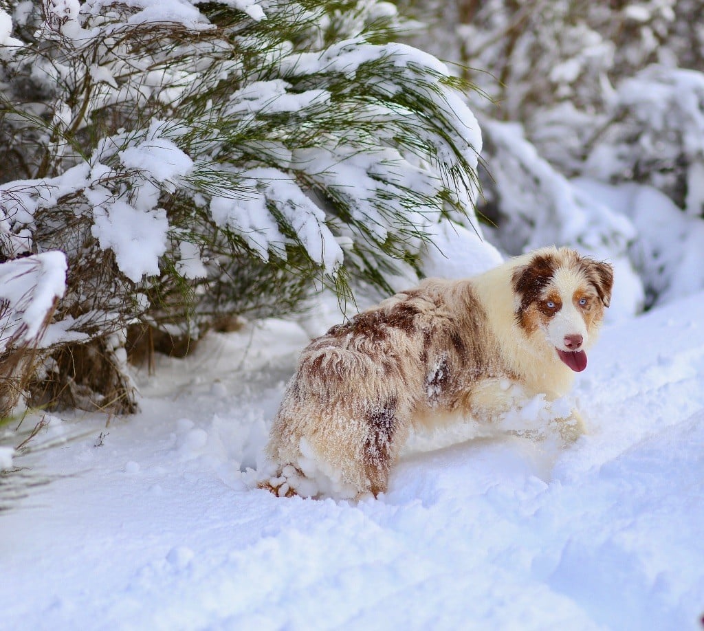 Opal Aussie Oscar golden boy