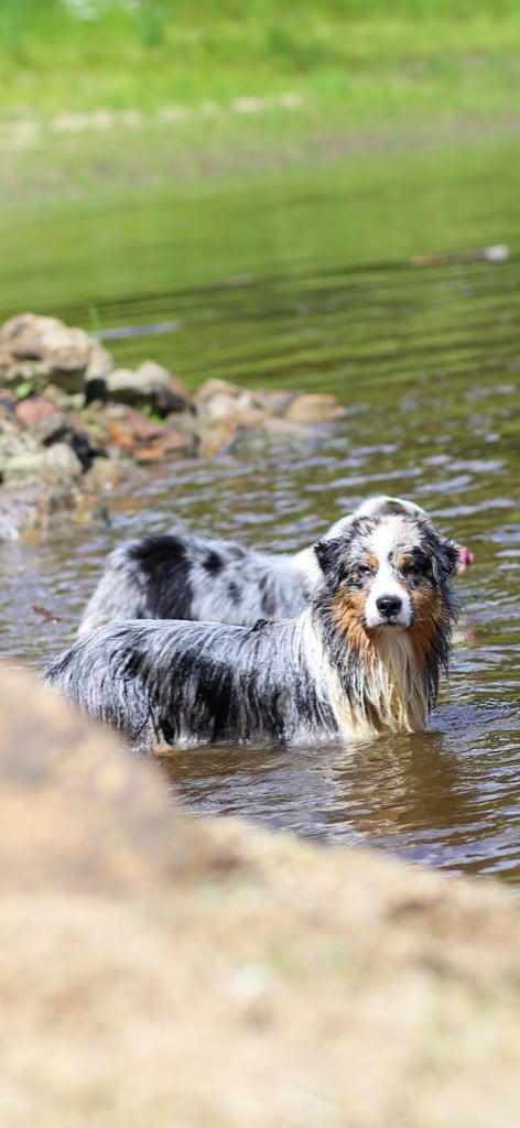 Opal Aussie Ur my heart