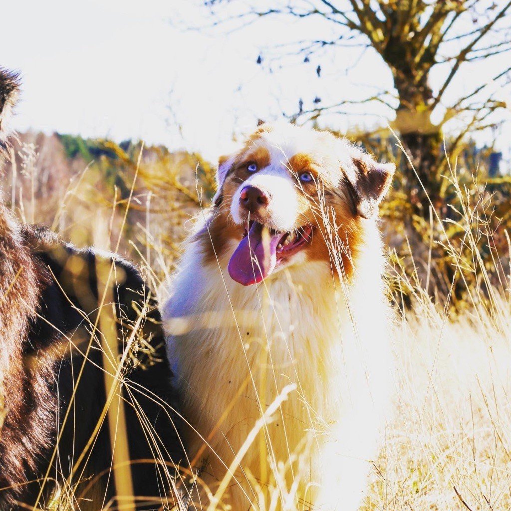 Opal Aussie Oscar golden boy