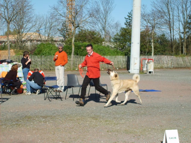 CH. Varos socat Des shumagins