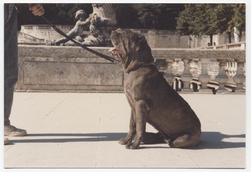 Dolce vita de la font de Nimes