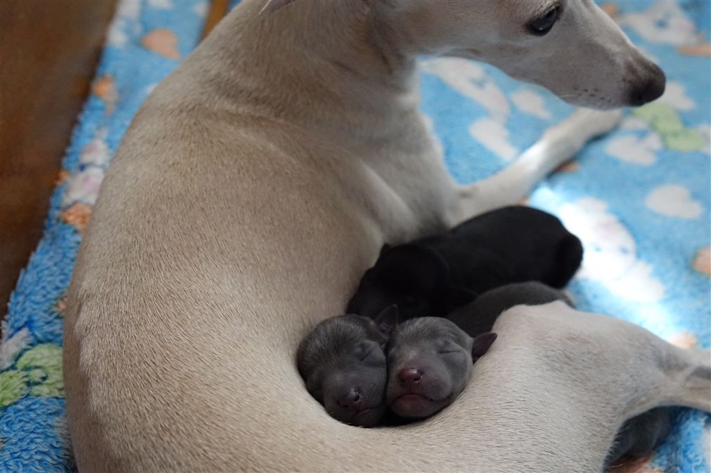 Accueil Elevage Du P Tit Grain De Folie Eleveur De Chiens Petit Levrier Italien