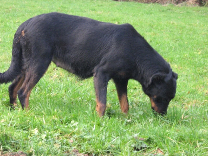 Angélique du Roc de Mélusine