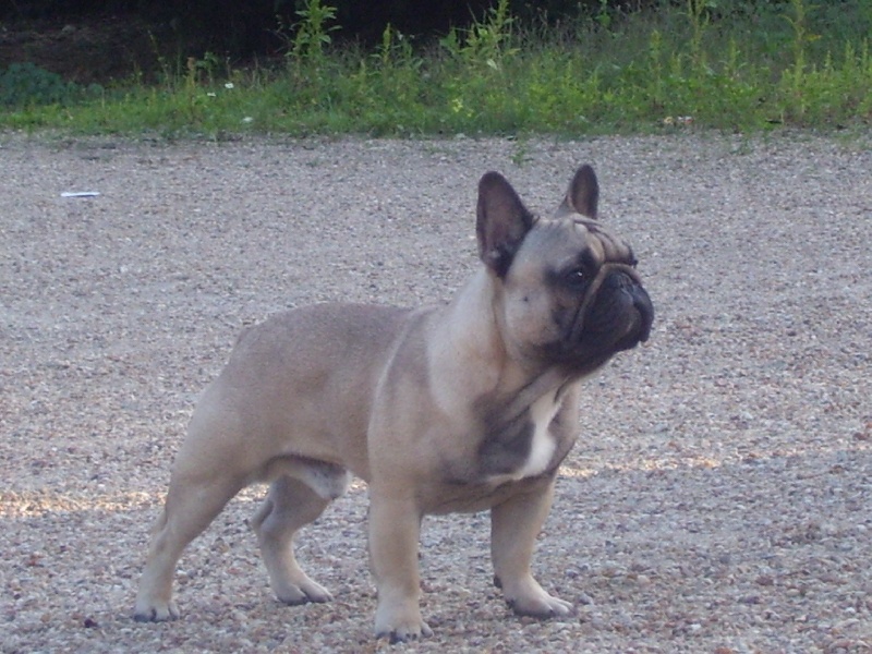 CH. Cleyton du Terroir de fontfroide