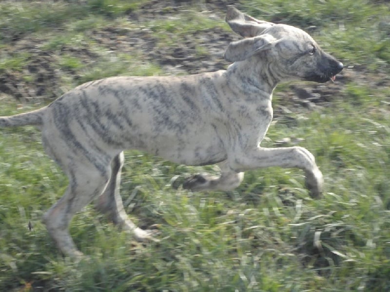 Hadjara el djemilla de la Bérondière