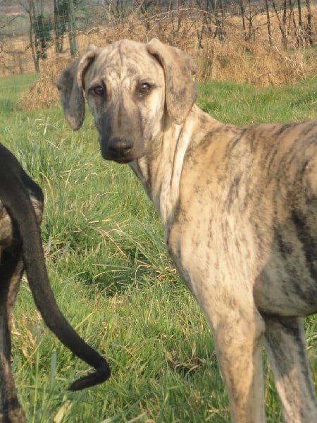 Hadjara el djemilla de la Bérondière