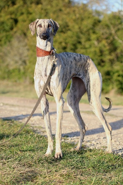 Hadjara el djemilla de la Bérondière