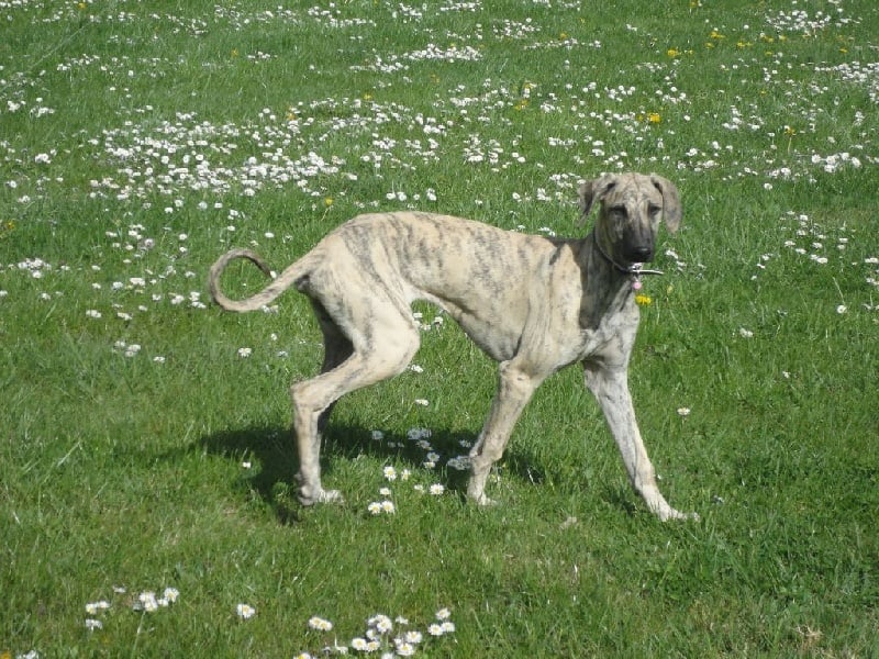 Hadjara el djemilla de la Bérondière