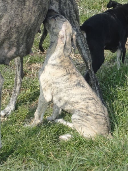 Hadjara el djemilla de la Bérondière