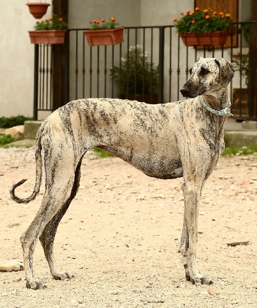 Hadjara el djemilla de la Bérondière