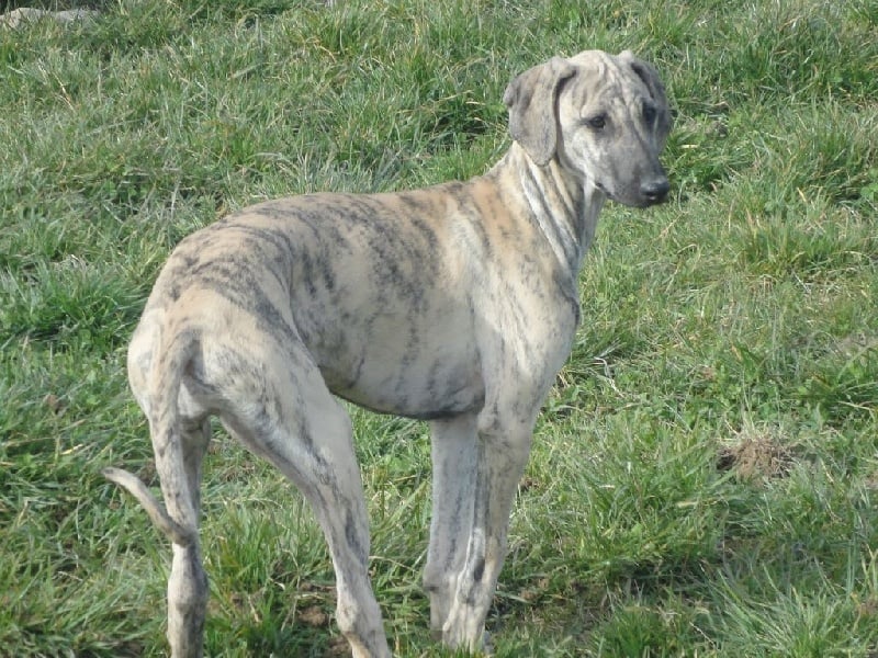 Hadjara el djemilla de la Bérondière