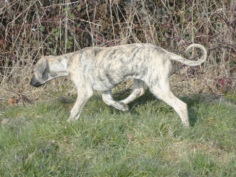 Hadjara el djemilla de la Bérondière