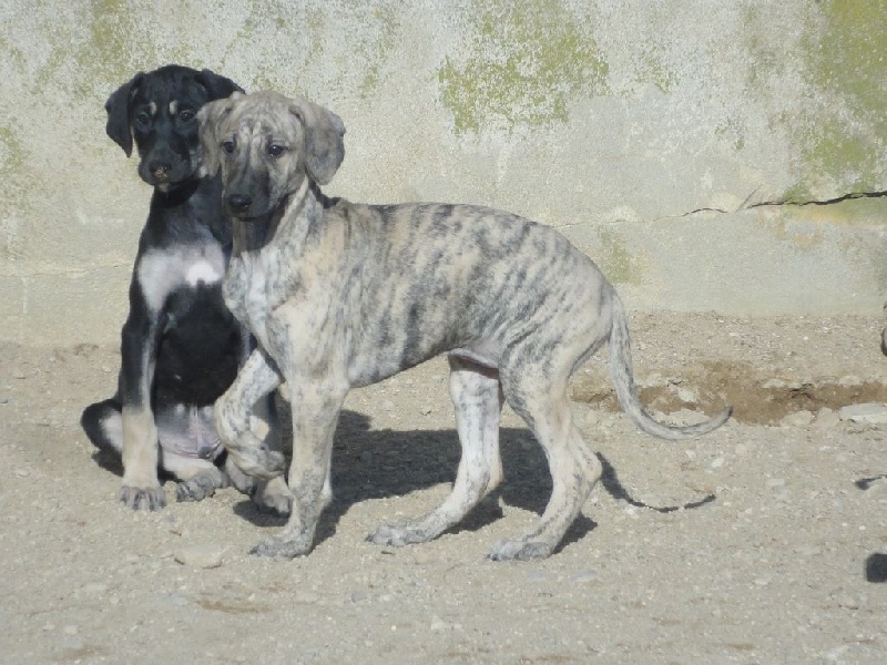 Hadjara el djemilla de la Bérondière