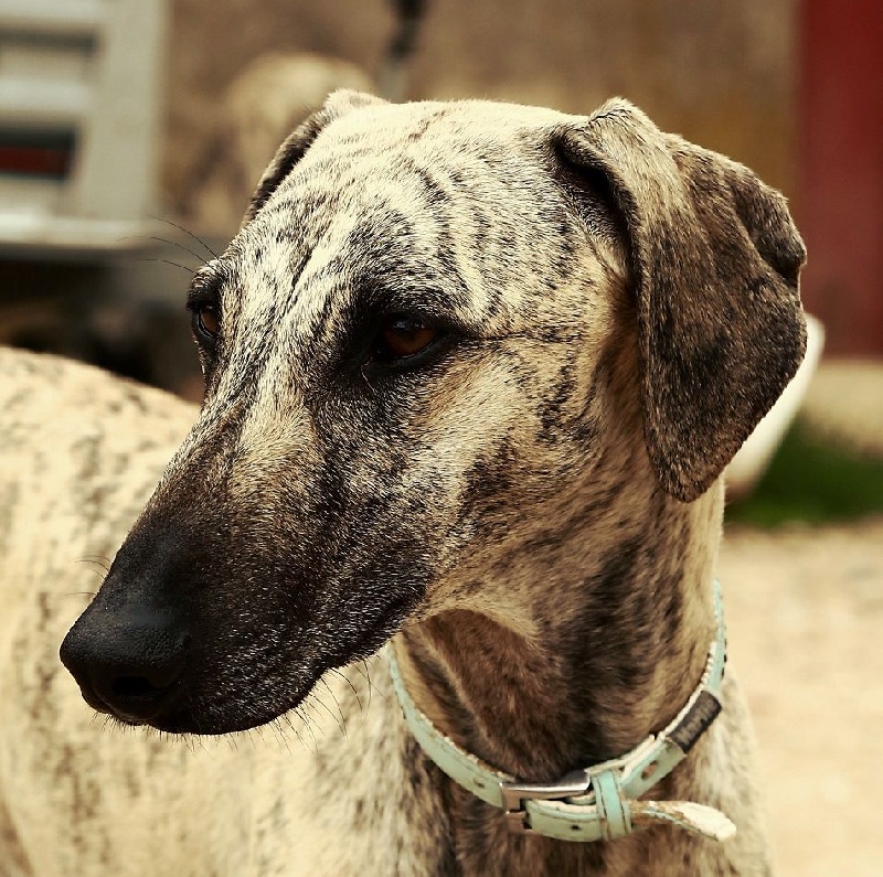 Hadjara el djemilla de la Bérondière