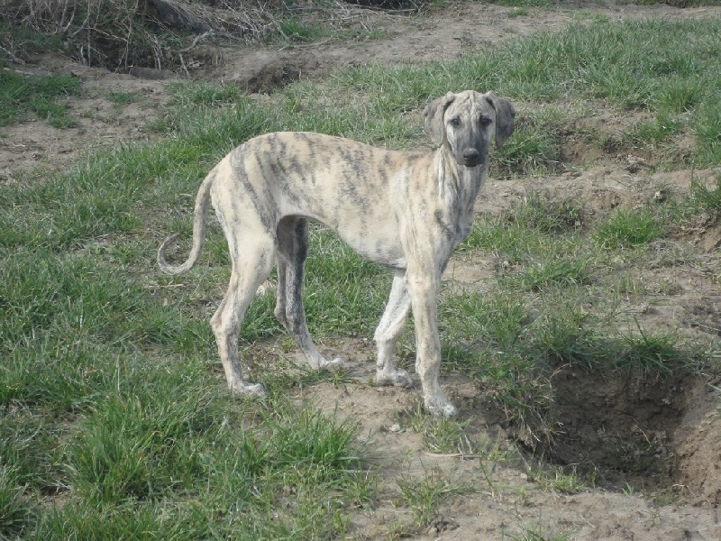 Hadjara el djemilla de la Bérondière