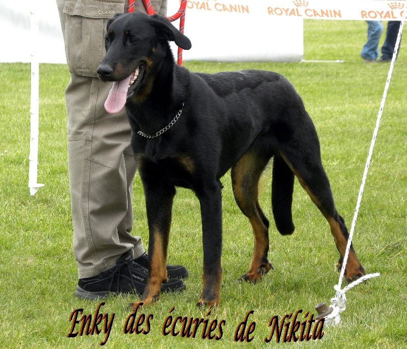 Enky des Ecuries de Nikita