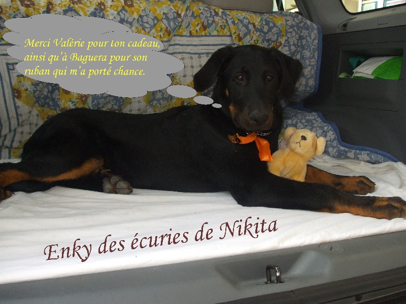 Enky des Ecuries de Nikita