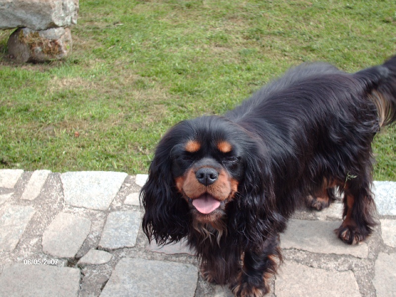 Elevage Cavalier King Charles Cotes D Armor Chien Cavalier King Charles Spaniel Bahia de la Noé d'Orient