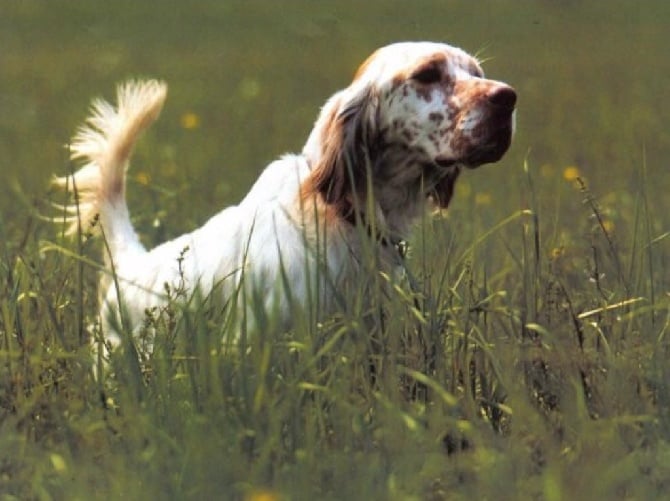 Accueil Elevage Du Mas Des Vernets Eleveur De Chiens