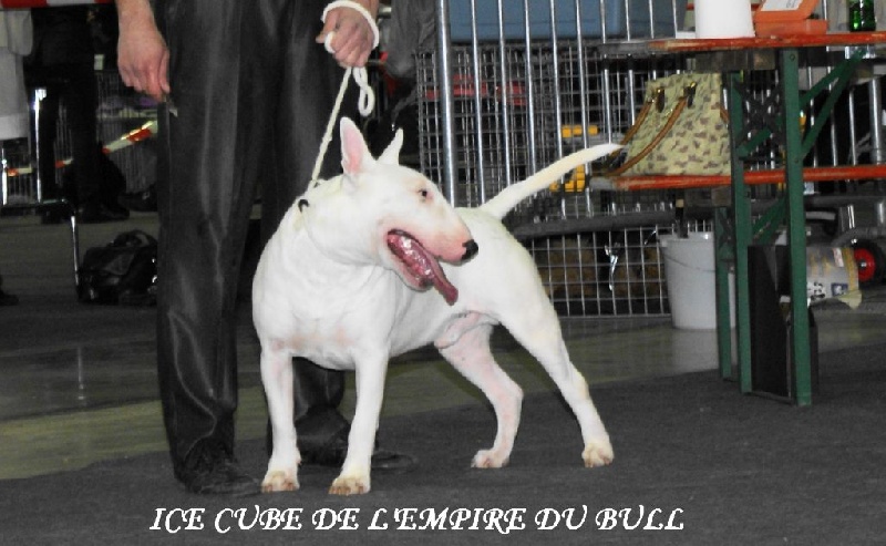 Chien Bull Terrier Ice cube de l&rsquo;Empire du Bull