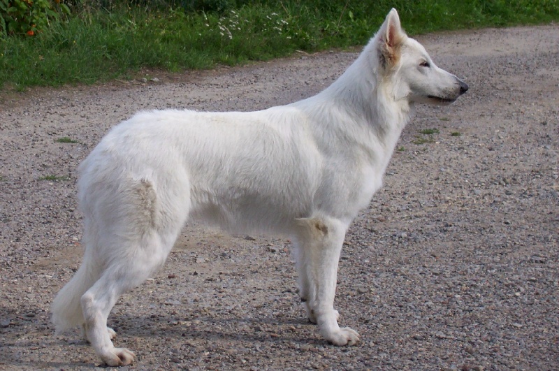 Albina des Gardiens du Pacte