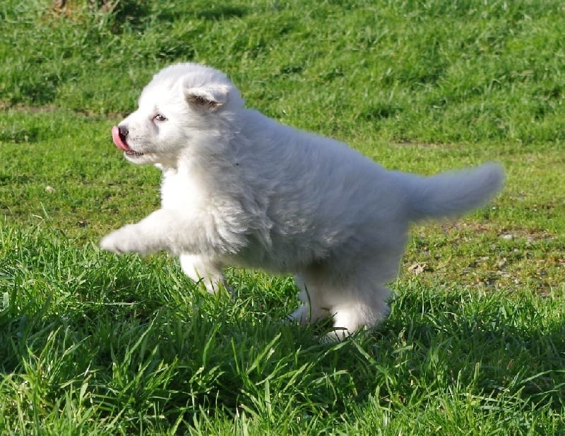 Chien De Berger Blanc Et Noir